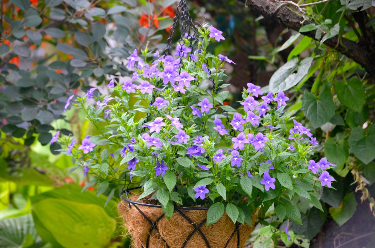 A browallia for full shade gardens has purple flowers.