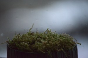 Moss grown in a pot in Iceland.