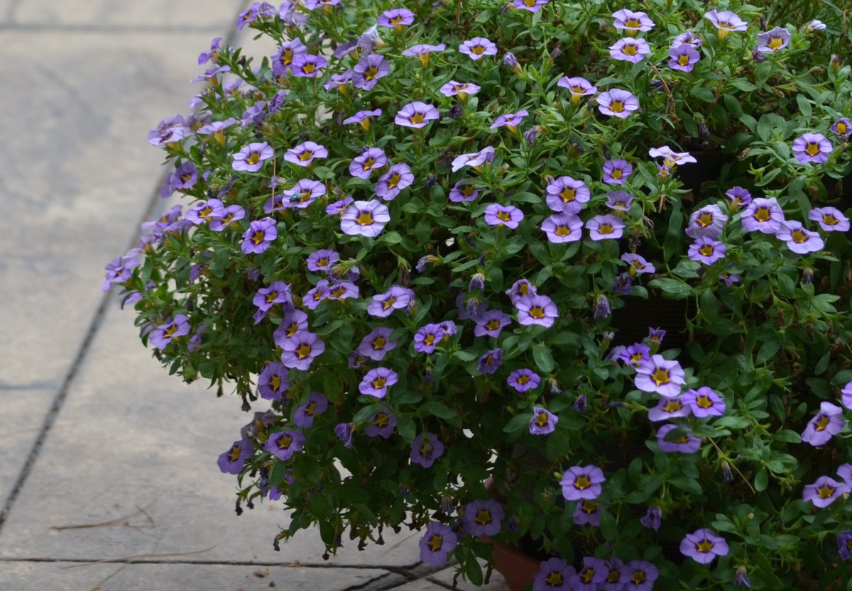 A calibrachoa with purple blooms