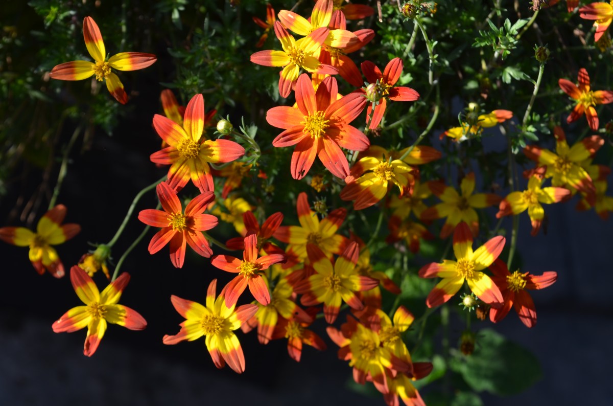 Bidens blooms shown up close.