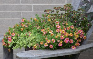 A bright, fast growing container planting with calibrachoa