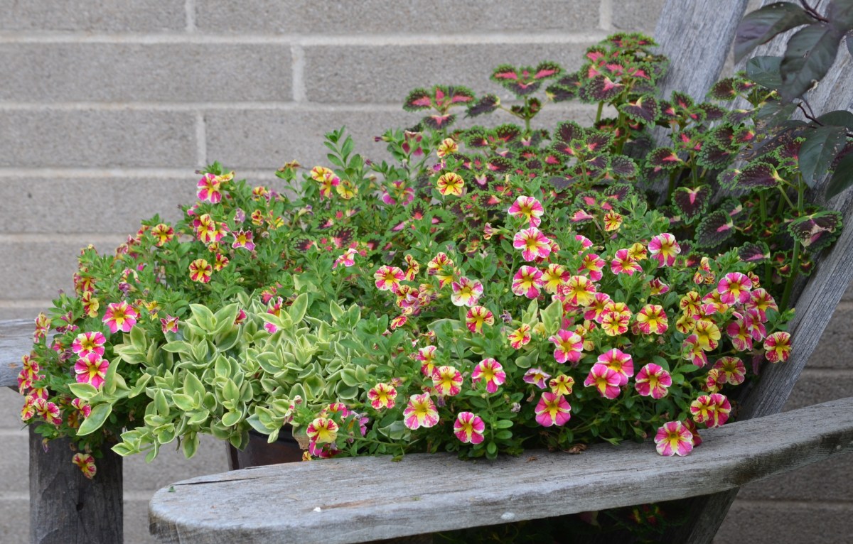 A bright container planting with calibrachoa
