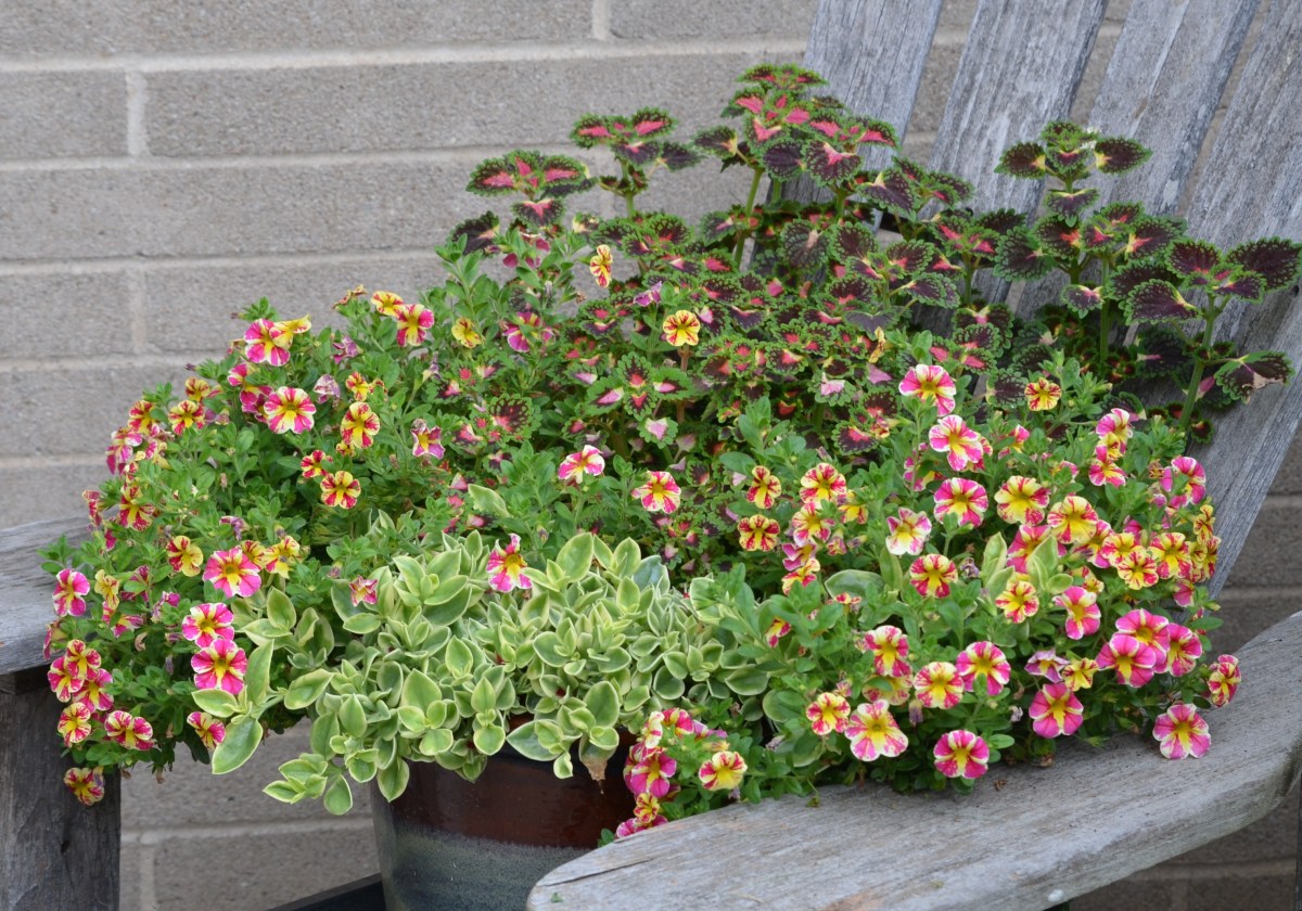 A container filled with yellow and pink trailing flowers.