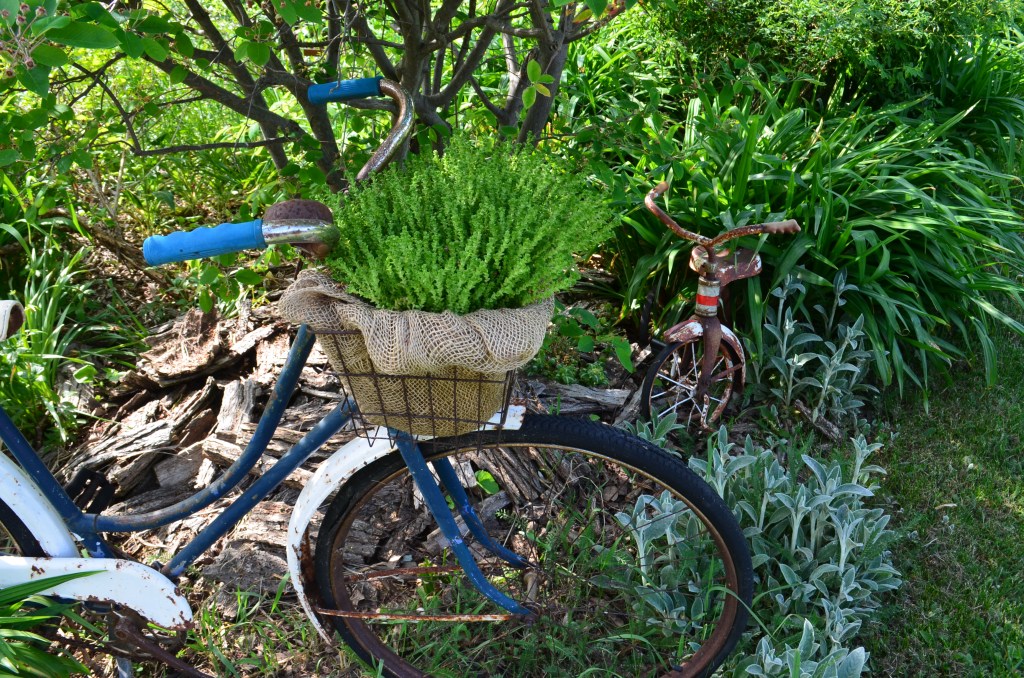 A bicycle and a trike become garden art and plant containers.