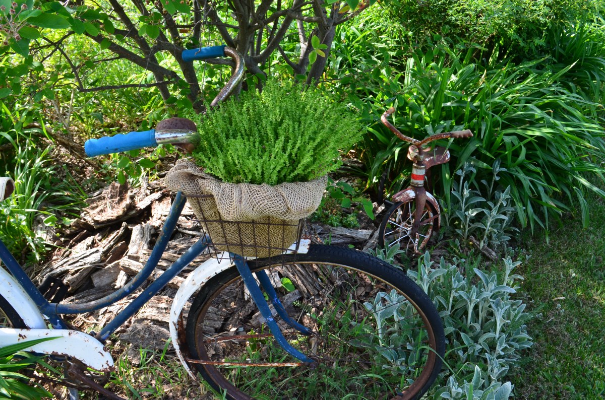 A bicycle and a trike become garden art and plant containers.
