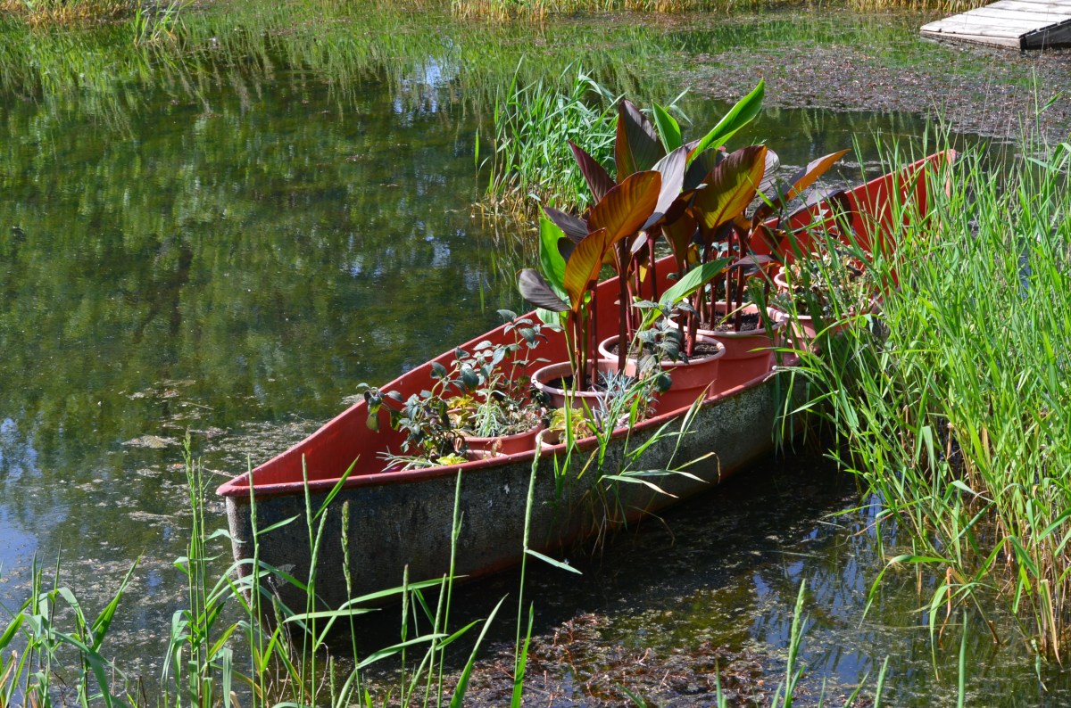 An old canoe is filled with containers of plants including cannas.
