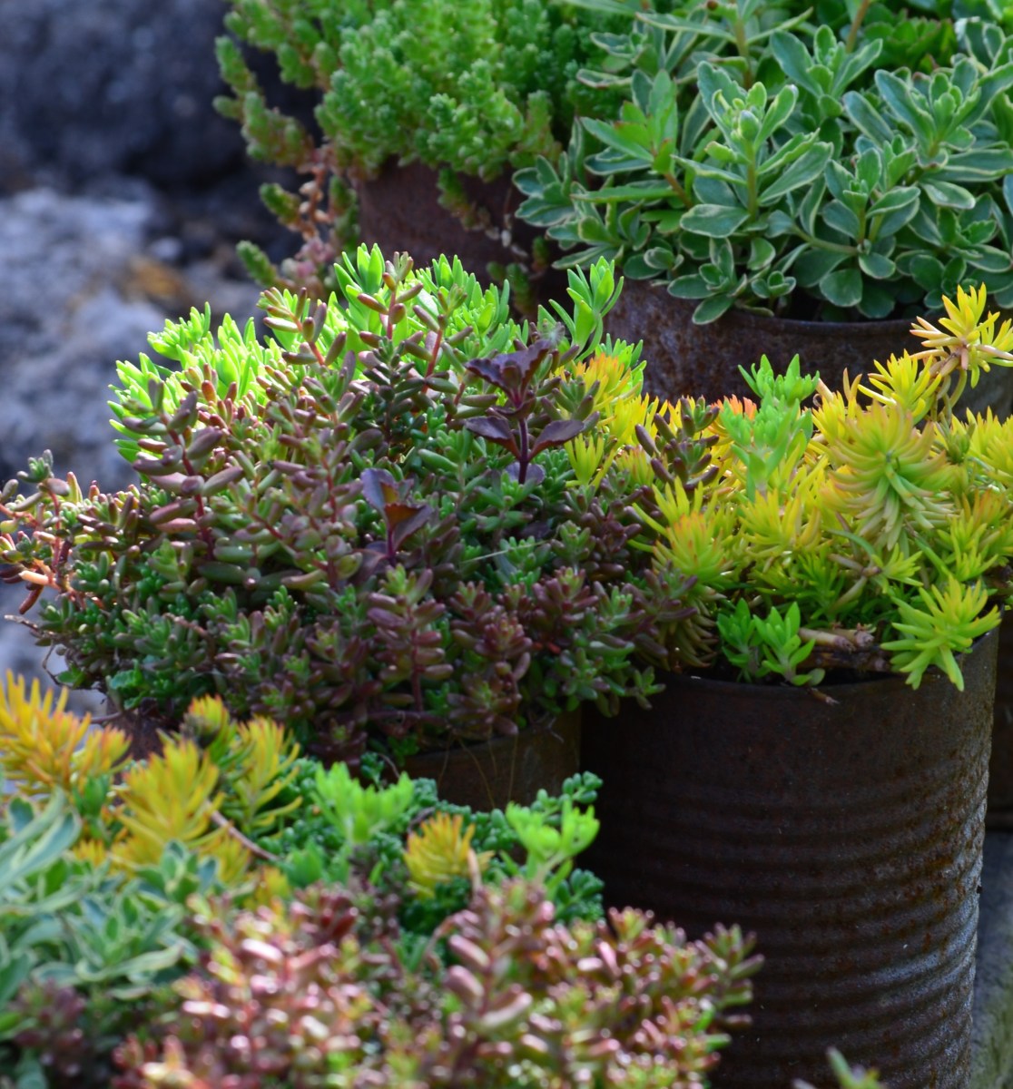 Rusty tin cans make rustic plant containers.