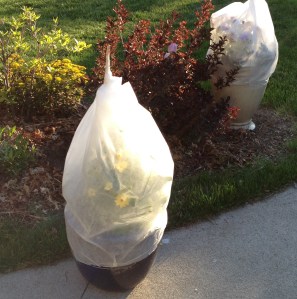 Flower containers wrapped in fleece in May, 2015.