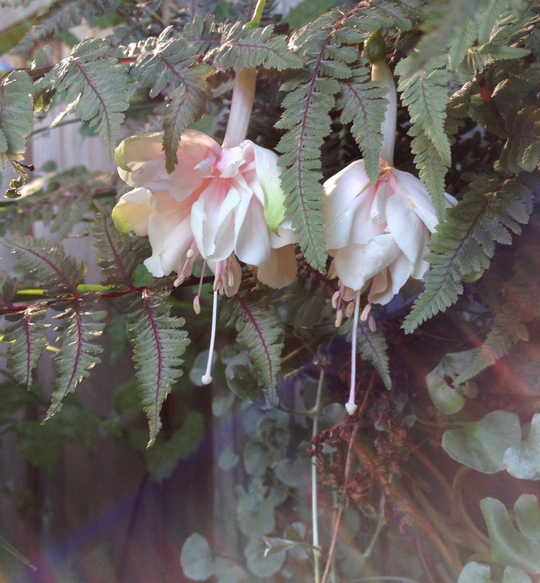 A romantic container recipe featuring Bird's Foot fern and fuchsias