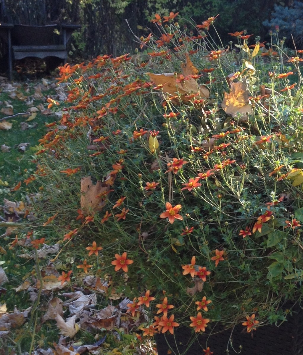 Campfire Fireburst Bidens delivers blooms late into fall.