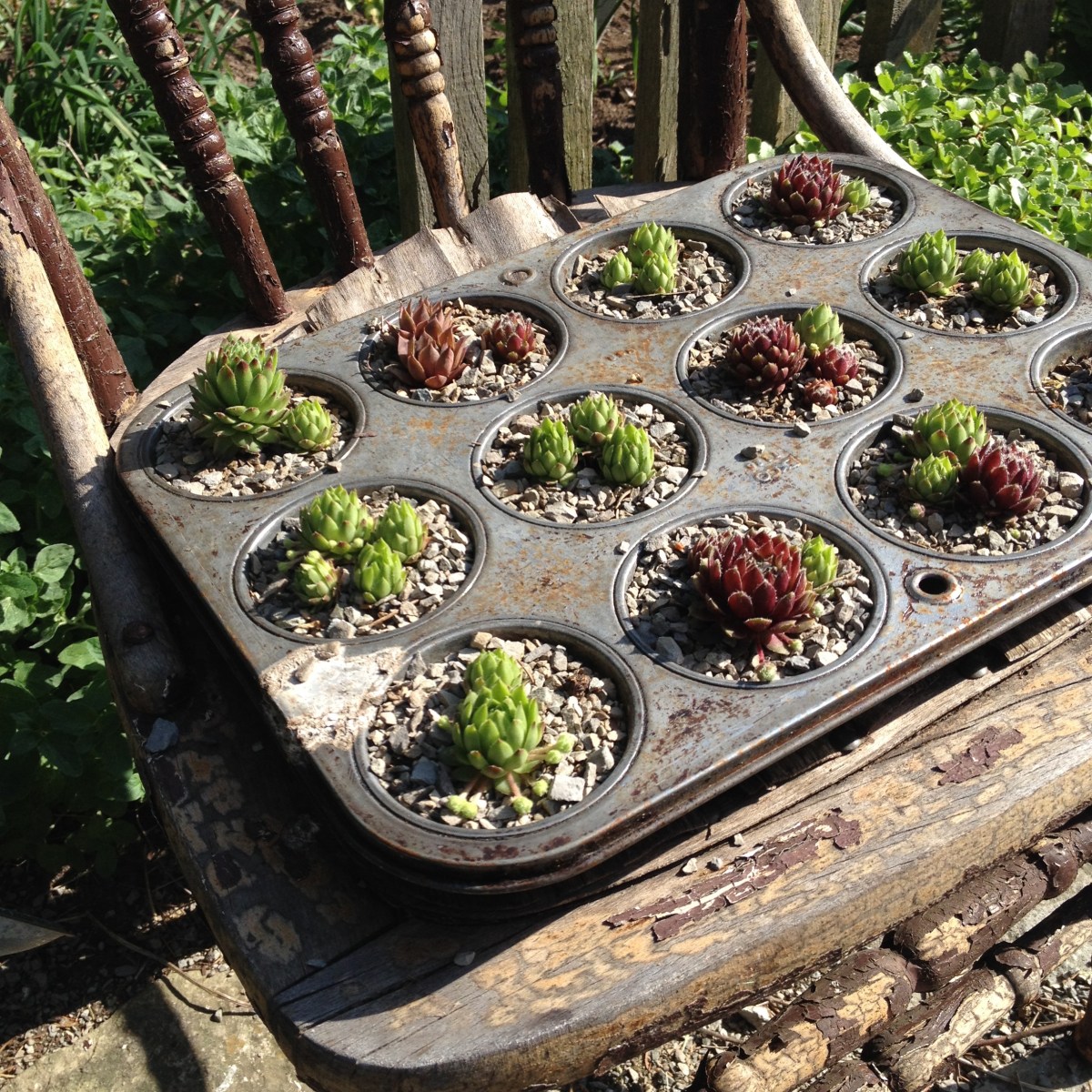 A vintage muffin tin has been planted with succulents.