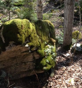 Moss on a limestone boulder.