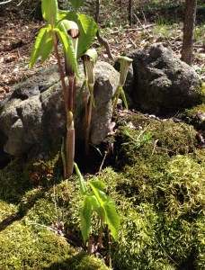 Moss and native flowers.