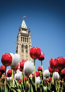 Red and white tulips with Parliament Building symbolic of Canada's 150th birthday celebration tulip garden giveaway