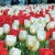 Canadian anniversary tulip giveaway includes red and white tulips as seen here