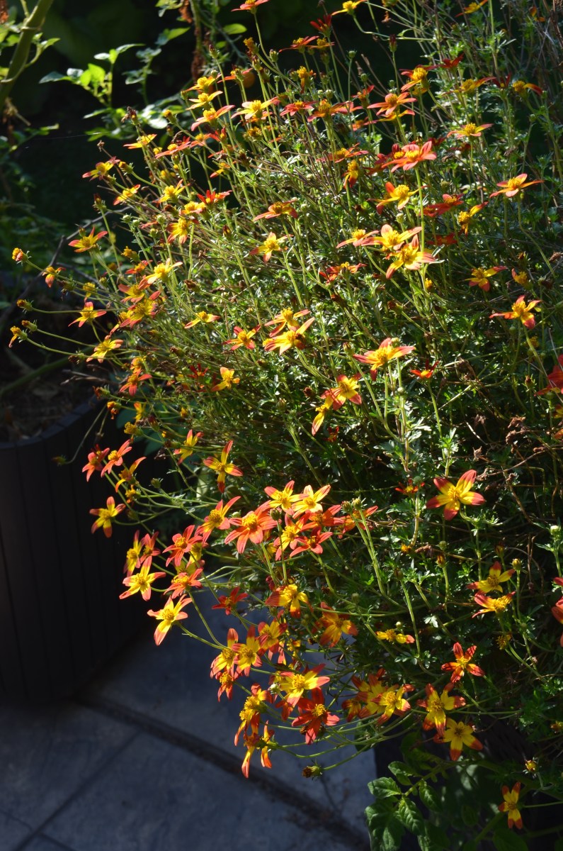 A single Bidens plant in a container.