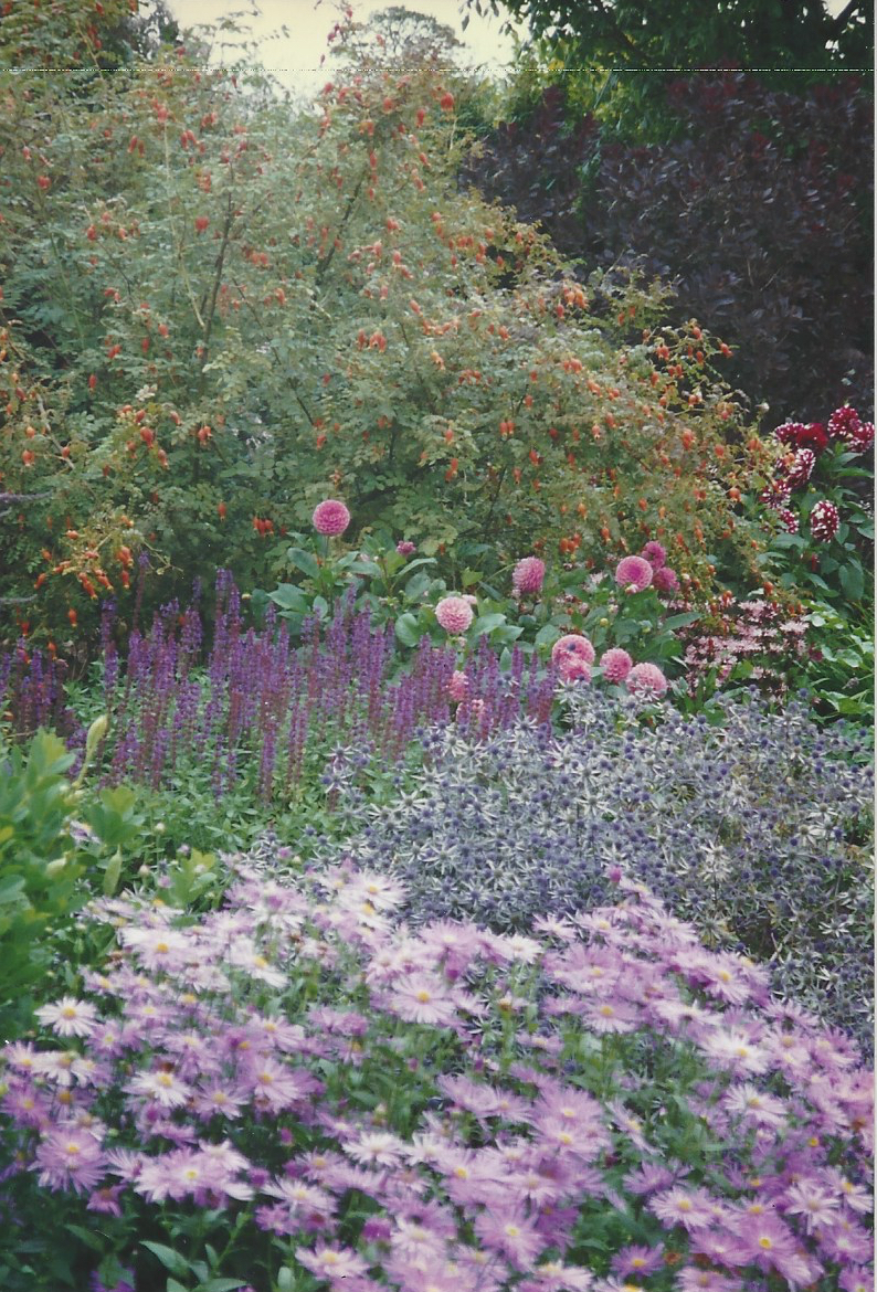 Waves of lavender flowers at Sissinghurst