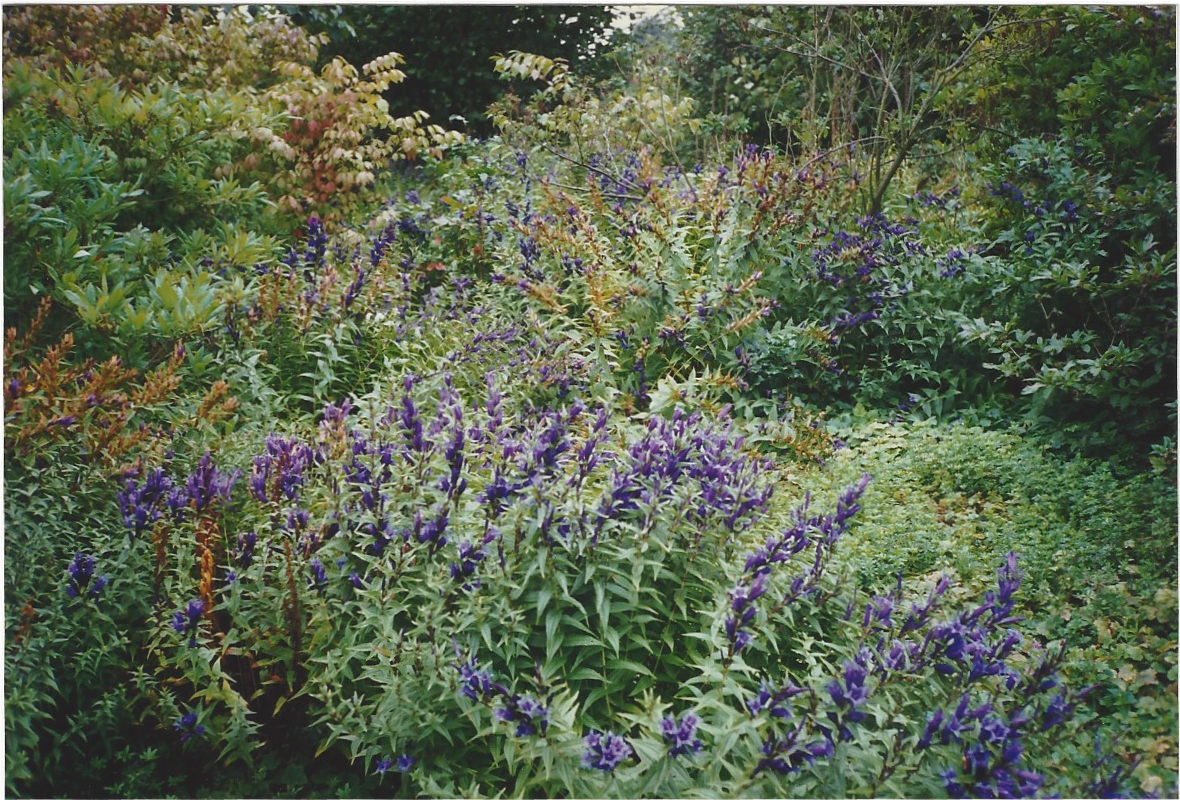 Subtle colours in flowers and foliage at Sissinghurst
