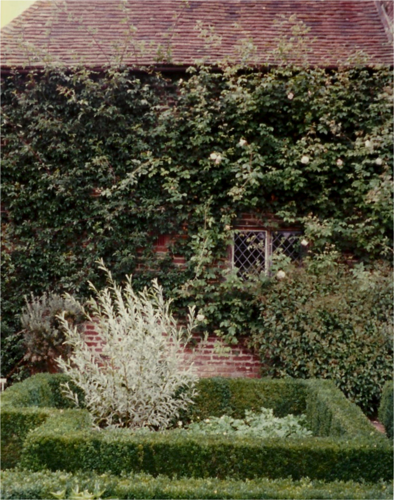 A detail shot of the White Garden at Sissinghurst