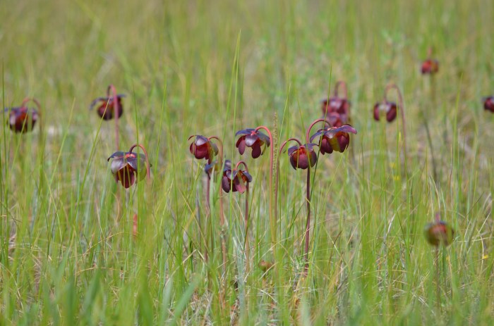 A large group of Pitcher Plants.