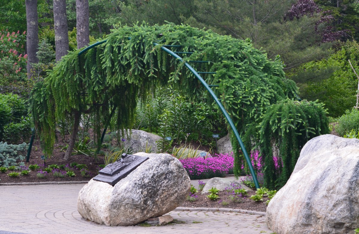A weeping evergreen tree has been trained over an arbour