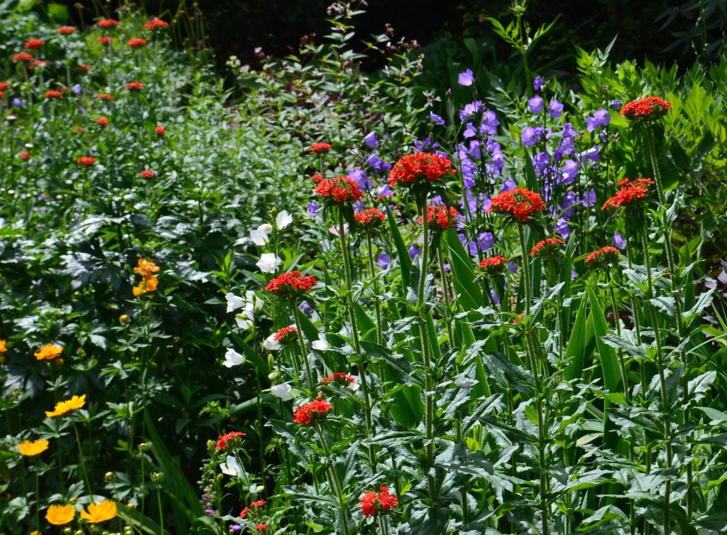 A bed of flowers in a variety of hot colours.