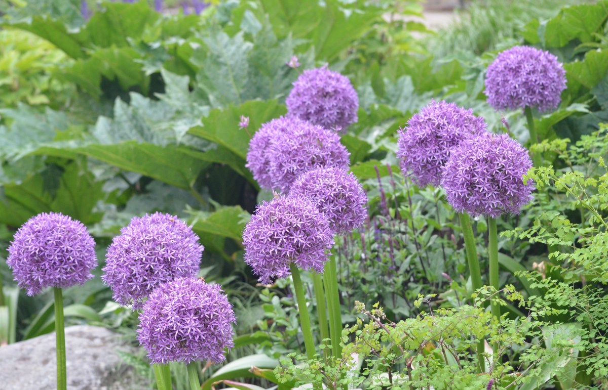 Giant purple blooms on ornamental onions