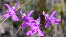 A group of purple wildflowers in a summer breeze.