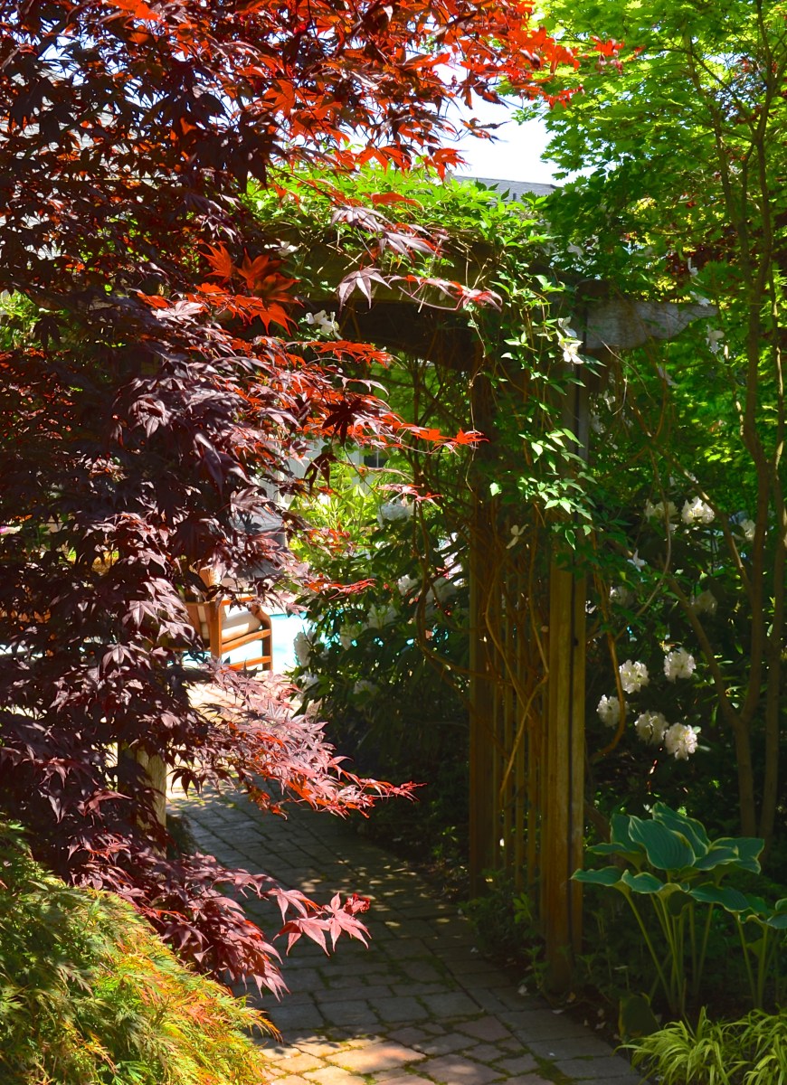 An archway is framed by a Japanese maple on its shady side