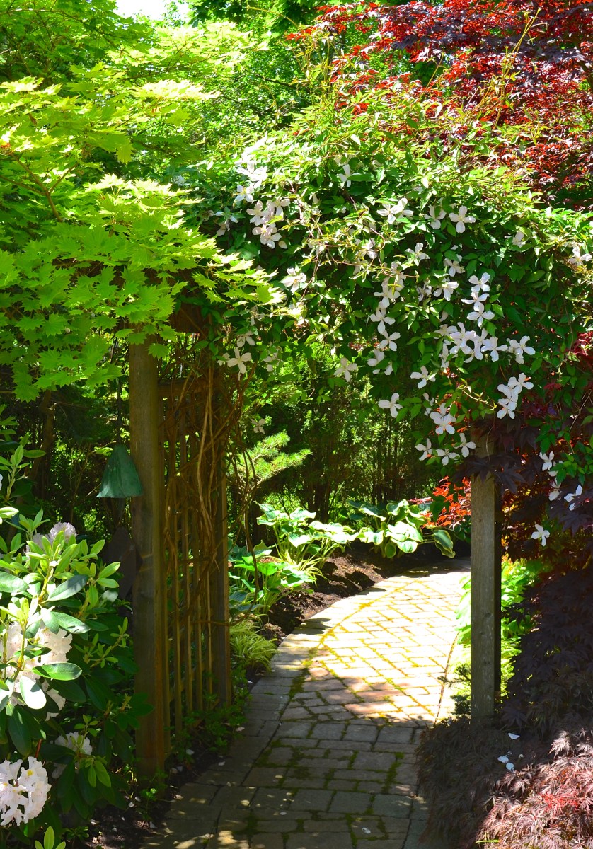 An arch is framed by a clematis on one side