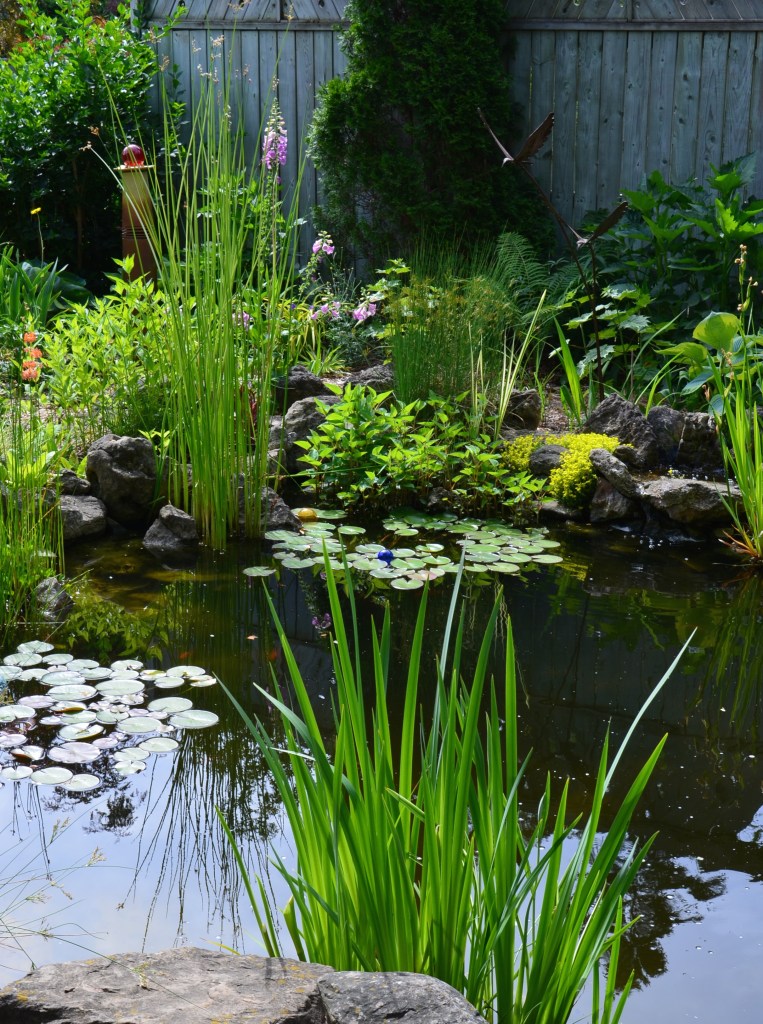 A garden pond with lily pads