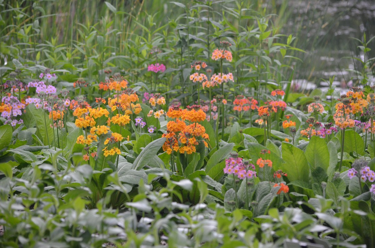 Japanese Primroses in shades of yellow, pink and orange in a woodland garden setting