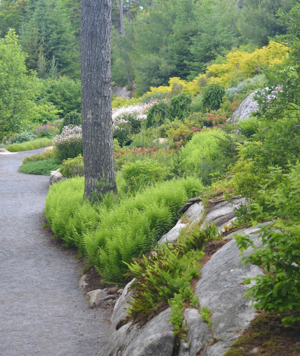 A woodland garden hillside planting