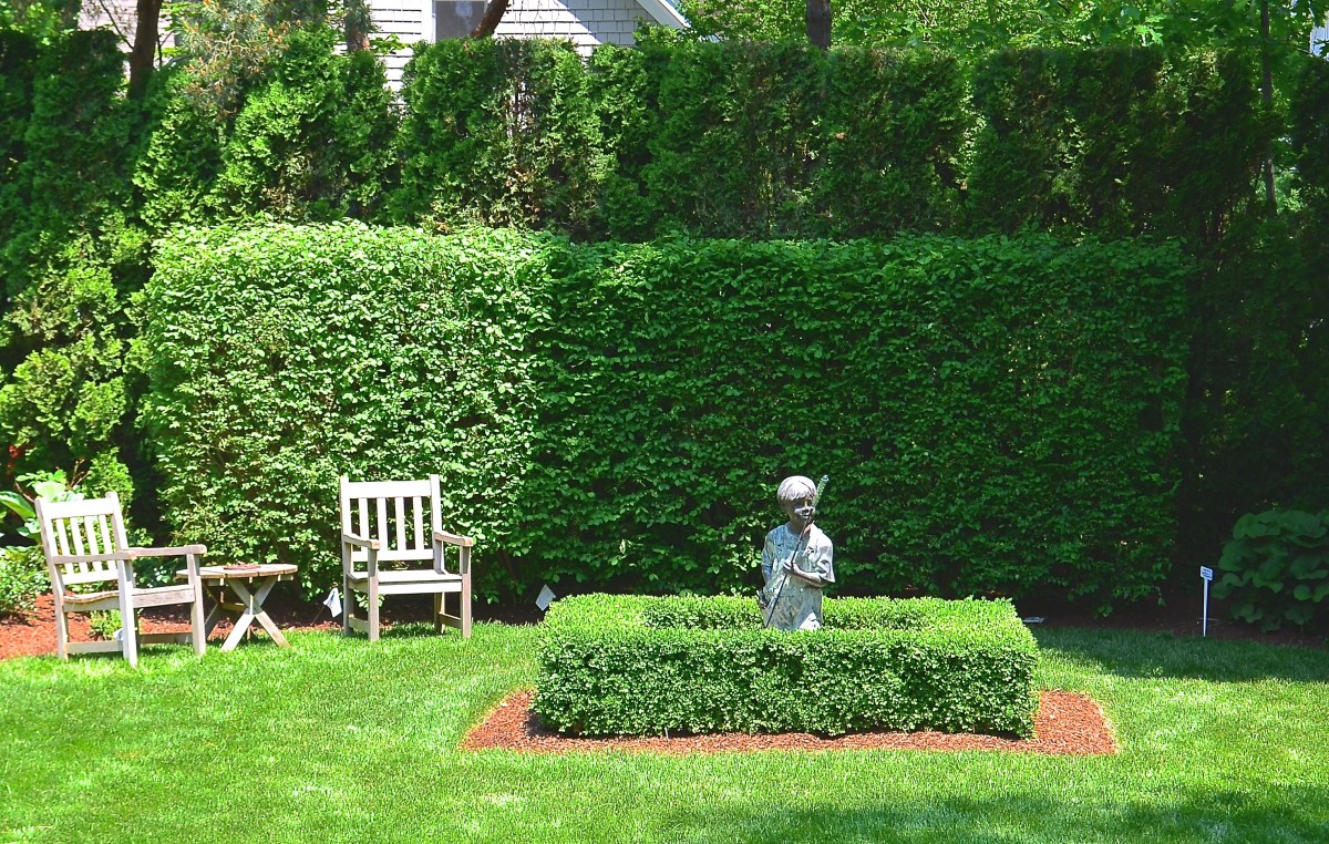 Two layered hedges add dimension to a small garden