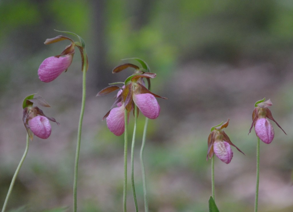 Pink Lady's Slipper growing in the wild of a woodland garden in Maine.