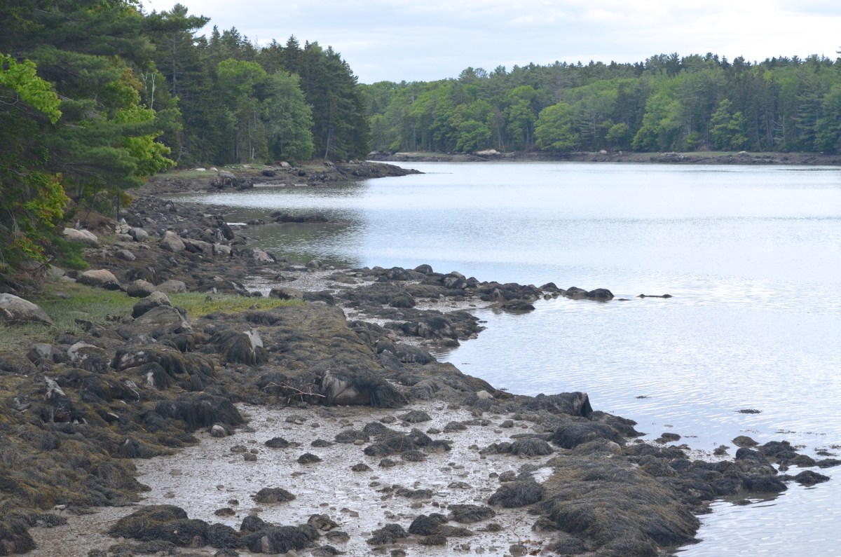 A landscape photo of a portion of Maine coastline at the edge of a woodland garden.