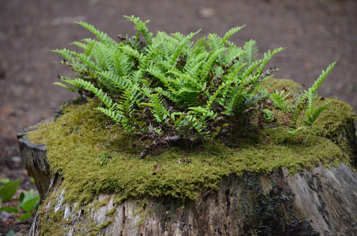 Ferns and moss grow from the top of a stump