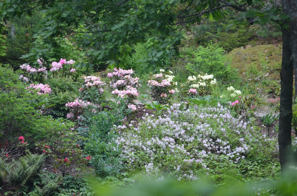 A woodland garden featuring a great variety of rhododendrons