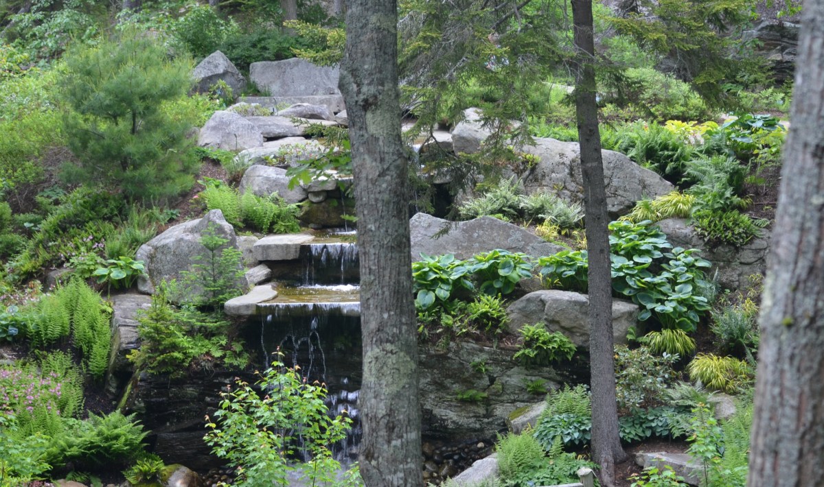 A waterfall using natural rock in a rhododendron garden.