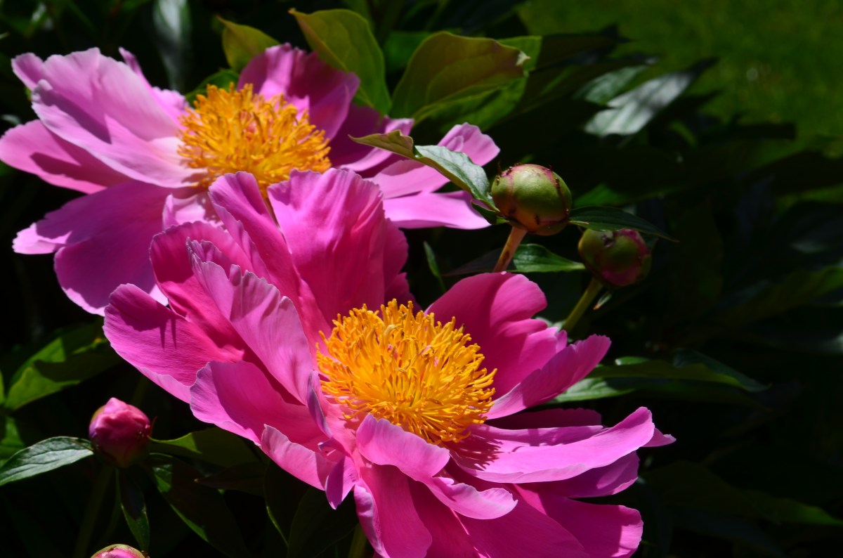 Bright pink peonies with yellow enters
