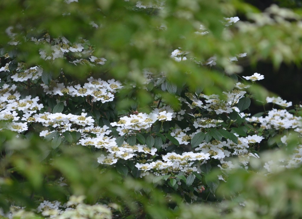 A shrub with white blossoms framed by greenery