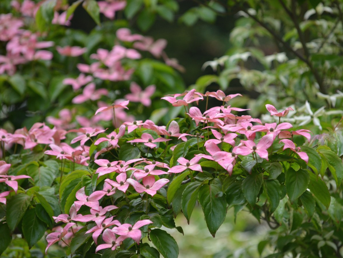 A pink flowering Dogwood