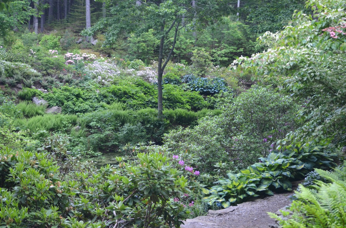 Mixed plants including hostas in a rhododendron garden.
