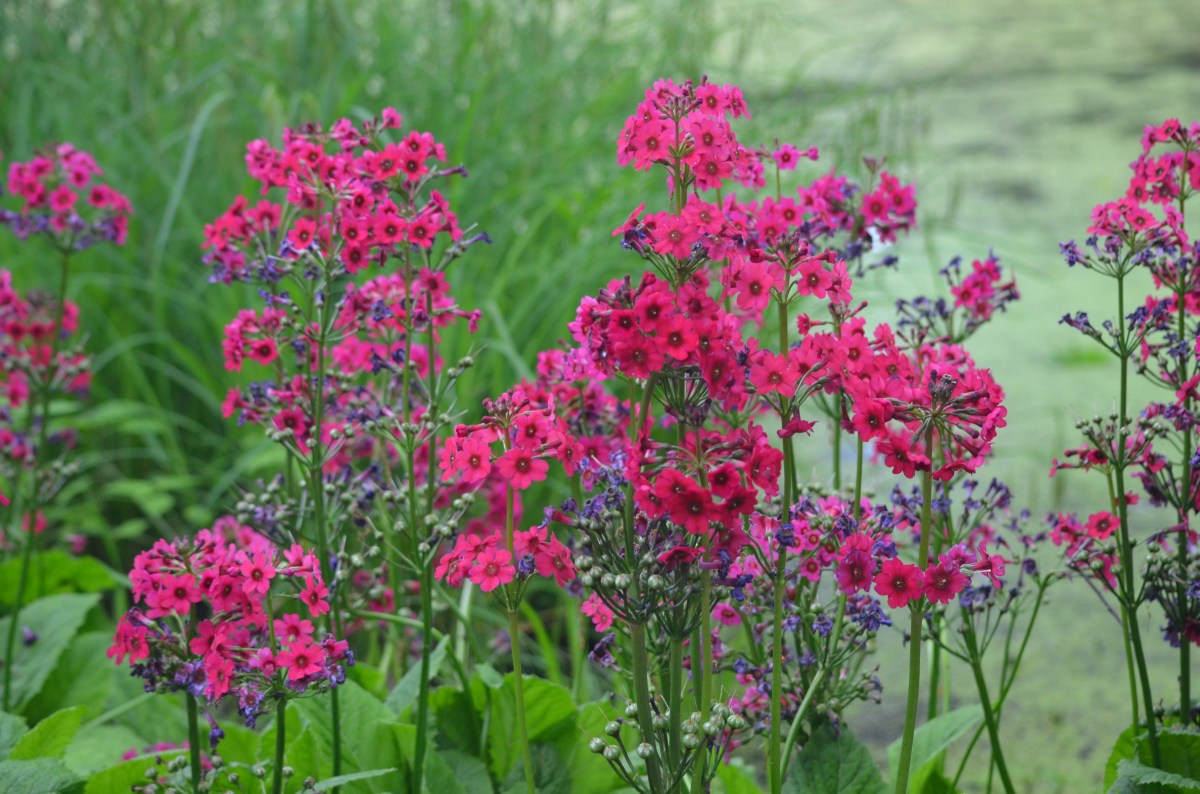 Bright pink flowers set off by the green of a pond.