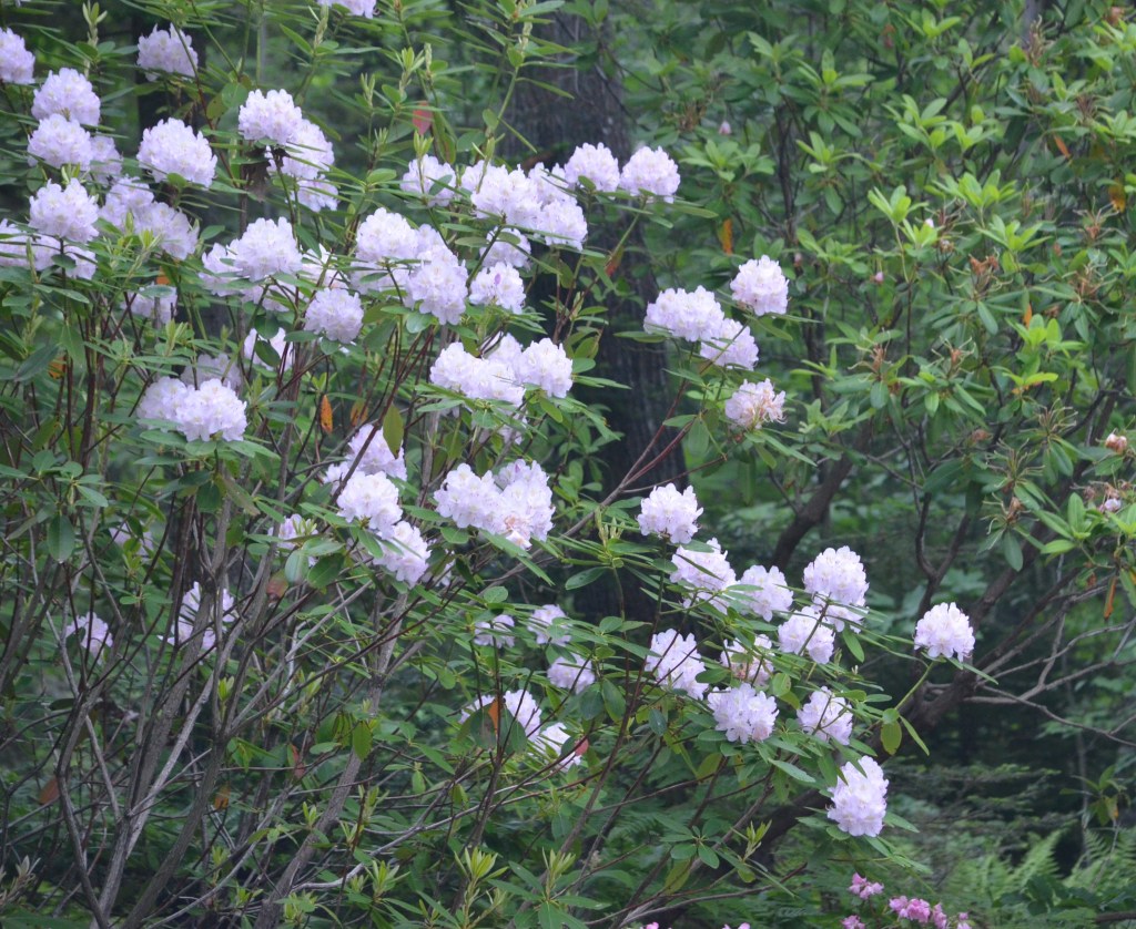 A large white rhododendron shrub in full bloom.