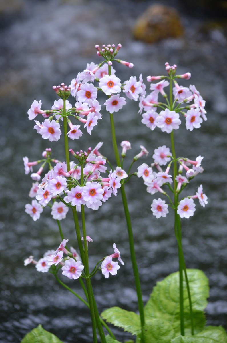 Flowers shown by a rippling pond.