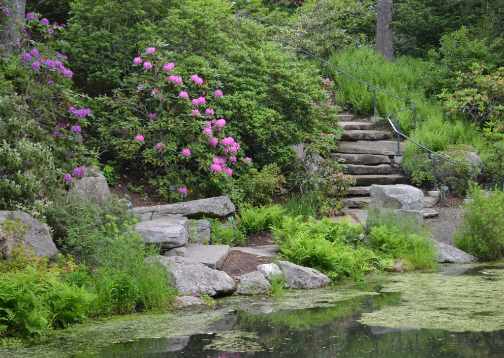 A pond at the base of a rhododendron garden in a woodland setting
