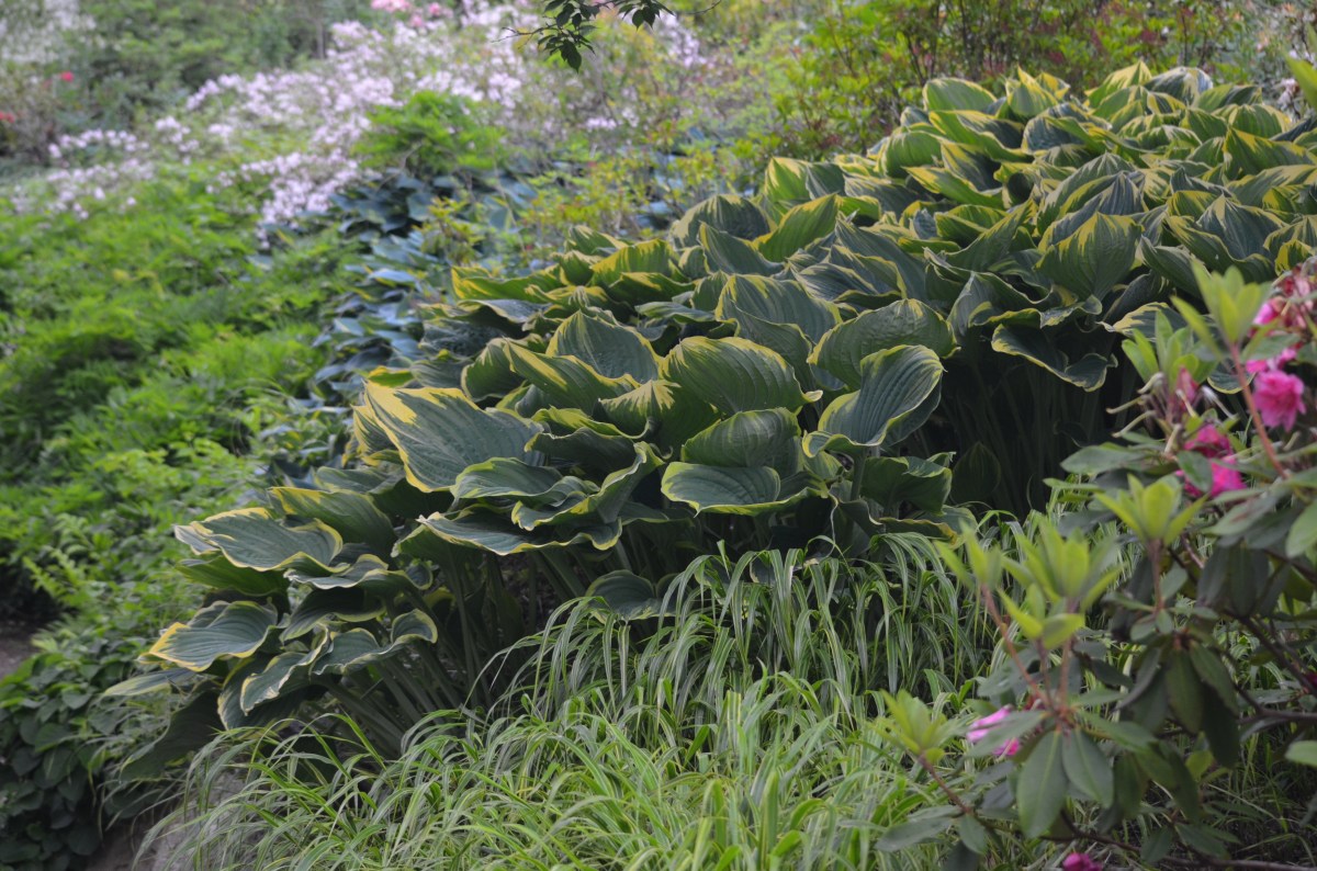 Hostas fill a slope in a woodland garden.