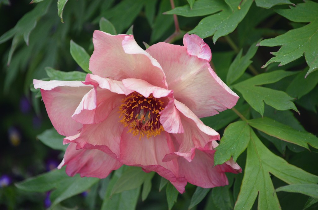 A close up of a coral coloured peony.