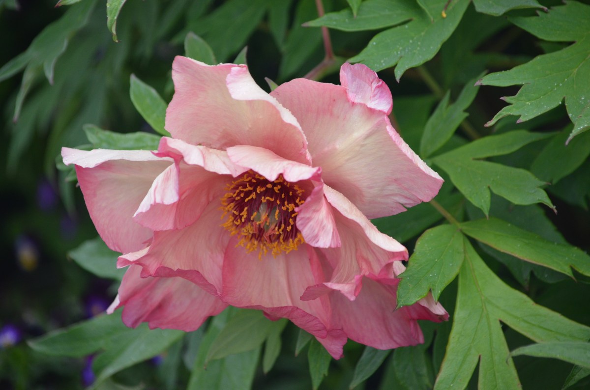 A close up of a coral coloured peony.
